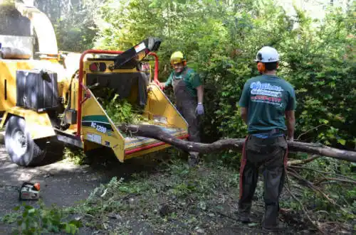 tree services Bellair-Meadowbrook Terrace